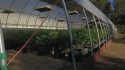 Highway 26 Glencoe Marijuana Grow Raid Oct 18 2018 CCSO Photo