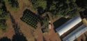 Highway 26 Glencoe Marijuana Grow Raid Oct 18 2018 CCSO Photo