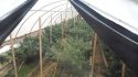Toll Bridge Rd pot bust