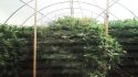 Toll Bridge Rd pot bust