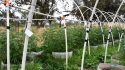 Chuckwagon Dr pot bust