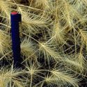 USDA Forest Service image of medusahead thatch with pen for scale