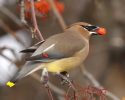 Cedar Waxwing bird with berry