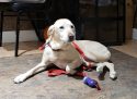 Scent sniffing dog involved in search