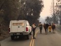 Camp Fire Response