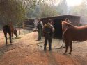 TCSO deputies help to round up horses found after the Camp Fire flames passed the Concow area in Butte County