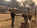 TCSO deputy helps feed livestock that was found after the Camp Fire flames passed the Concow area in Butte County