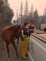 TCSO deputies helps to round up a horse found after the Camp Fire flames passed the Concow area in Butte County