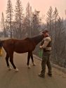 TCSO deputy helps to round up a horse found after the Camp Fire flames passed the Concow area in Butte County