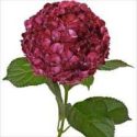 Red Hydrangea