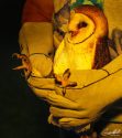 Barny showing off his talons and how he has grown into a strong barn owl