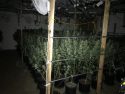 Pot plants found in Mountain Ranch bust