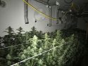 Pot plants found in Mountain Ranch bust