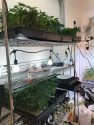 Pot plants found in Mountain Ranch bust