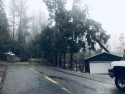 Tree Blocking Lama Hisum Road