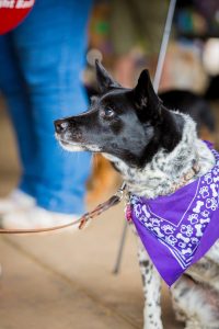 Bark For Life This Saturday In Tuolumne City