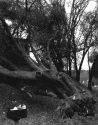 Downed oak tree at Cassina campus