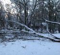 Tree Down At Gold Rush Charter School