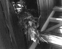 Tree damage inside the maintenance shed