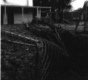 Tree damage to Cassina High fencing