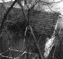 Tree damage to football equipment shed