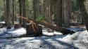 Damage caused by downed tree at Yosemite