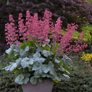 March Gardening in the Central Sierra Nevada