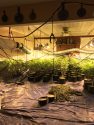 Indoor illegal pot grow in Mountain Ranch