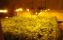 Pot plants seized