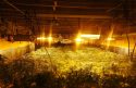 Pot plants seized