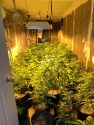Sheep Ranch pot grow bust