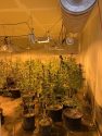 Sheep Ranch pot grow bust