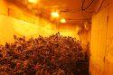 Mountain Ranch illegal grow on Old Emigrant Rd CCSO MET April 2019