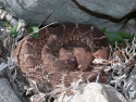 Rattlesnake CA Dept of Fish and Wildlife