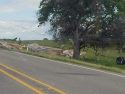 Overturned semi and trailer full of lumber