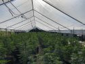 Greenhouse filled with illegal marijuana