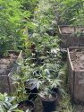Marijuana Bust In San Andreas