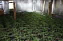 Calaveras County Sheriff's Office Evidence Photo - Trio of Grow Busts May-10 2019
