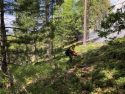 South 108 Underburn in the Mi-Wok Ranger District