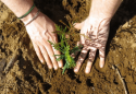 Tuolumne River Trust Rim Fire Restoration