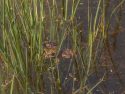 A close-up image of a Red-Legged Frog released in Cooks Meadow in Yosemite Valley