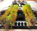 Trailing nasturtiums at the Isabella Stewart Gardner Museum in Boston