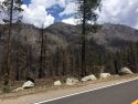 Donnell Fire burn scar along HWY 108 6-15-19