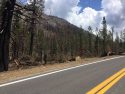 Donnell Fire burn scar along HWY 108 6-15-19