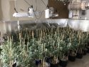 Illegal indoor pot grow in Jenny Lind plants seized