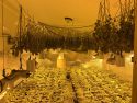Illegal indoor pot grow in Jenny Lind processed marijuana