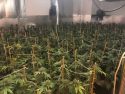 Tree Lane raid in West Point