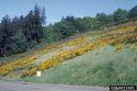 Cytisus Scoparius USGS