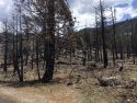 Donnell Fire burn scar along HWY 108 6-15-19