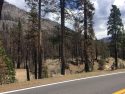 Donnell Fire burn scar along HWY 108 6-15-19